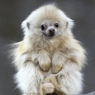 🐵 bdb04da1 khỉ, dễ thương, động vật, động vật có vú, lông trắng, nhỏ bé telegram sticker