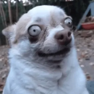 😐 ccbfc708 chó, chihuahua, hài hước, meme, động vật, thú cưng telegram sticker