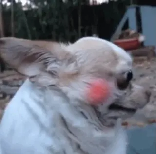 🫢 d8edc12d chó, chihuahua, động vật, thú cưng telegram sticker