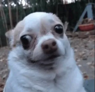 😔 e36b4a72 chó, chihuahua, thú cưng, động vật, dễ thương telegram sticker