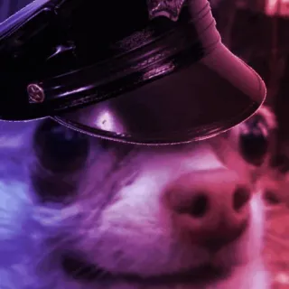 👮‍♂ f64be435 chó, động vật, mũ cảnh sát, thú cưng, chihuahua telegram sticker