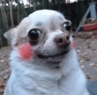 😁 f847f038 chó, chihuahua, động vật, dễ thương, thú cưng telegram sticker