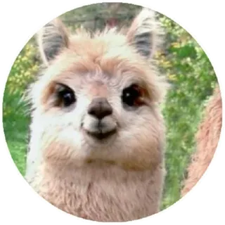 🙂 11d6cb50 llama, animal, retrato, lindo, peludo, animal de granja telegram sticker