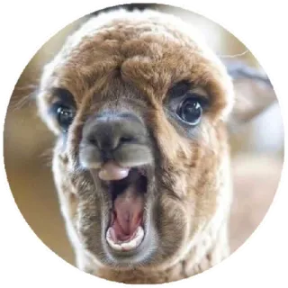 😃 33297c77 Alpaca, Animal, Divertido, Lindo, Meme telegram sticker
