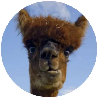 😬 3d5c9a21 alpaca, animal, lindo, llama, gracioso, retrato telegram sticker