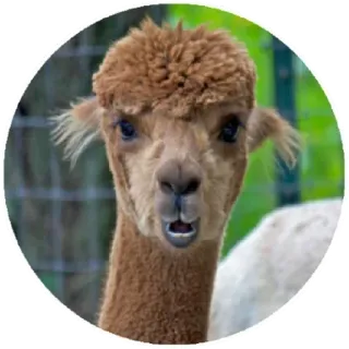 😲 4a0caca9 alpaca, animal, llama, mamífero, animal de granja telegram sticker