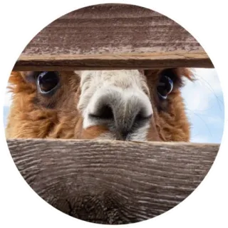 👀 5e4454a8 alpaca, animal, valla, lindo, asomando, llama telegram sticker