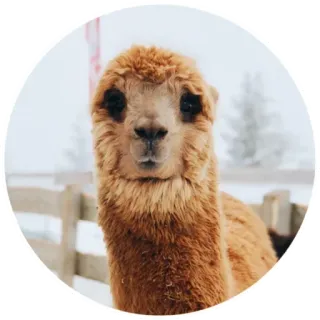 🥺 604afa9e alpaca, animal, lindo, llama, mascota, peludo telegram sticker