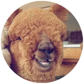 Funny Alpaca(@alp_stickers) telegram stickers