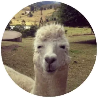 😑 8b70f7d9 alpaca, animal, granja, retrato, exterior, lindo telegram sticker