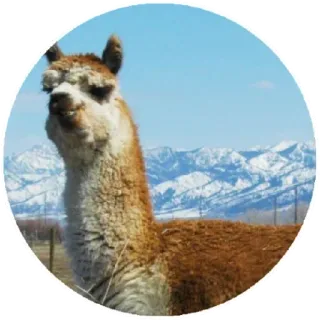 😁 d7861bb5 alpaca, llama, animal, montaña, naturaleza, nieve, mamífero telegram sticker