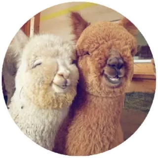 😊 f054b232 alpaca, lindo, animal, esponjoso, retrato, llama telegram sticker