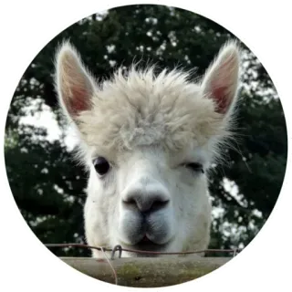 😉 f3e14ae6 alpaca, animal, lindo, animal de granja, llama, blanco, guiño telegram sticker