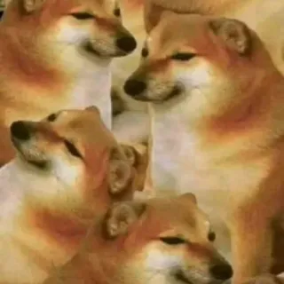 🐕 eb4467bf Doge, Meme, Hund, Shiba Inu whatsapp sticker