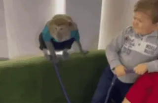 👈 6b3cd943 criança, macaco, animal, casa whatsapp sticker