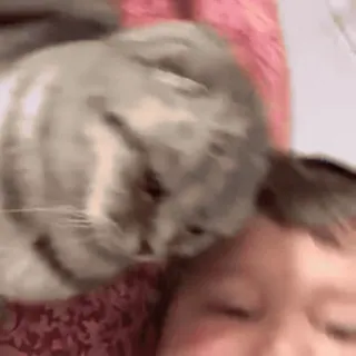 🎈 69b0af99 кот, питомец, животное, милый, домашний, кошачий, лицо, портрет telegram sticker