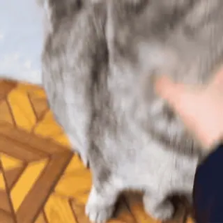 🐈‍⬛ 86445d87 кошка, домашнее животное, животное, домашнее животное telegram sticker