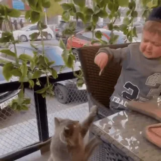 🐈‍⬛ edc9ac61 Hasbulla Magomedov кот, средний палец, оскорбительный жест, смешной, мем telegram sticker