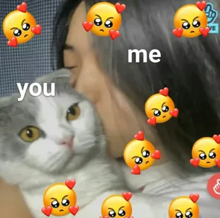 🥣 644e63b3 you me kucing, cinta, hewan peliharaan, lucu, meme, kasih sayang, emoji telegram sticker