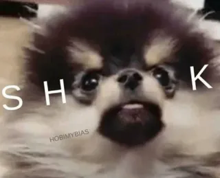 🌪 152c6fbd SHK dog, animal, pet, cute telegram sticker