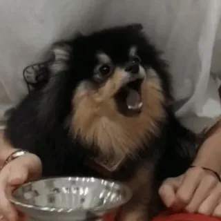 🌪 153ff7c1 dog, puppy, pomeranian, open mouth, bowl, pet telegram sticker