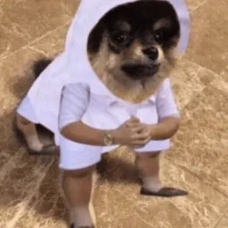 🌪 39ffac67 dog, puppy, cute, funny, animal telegram sticker