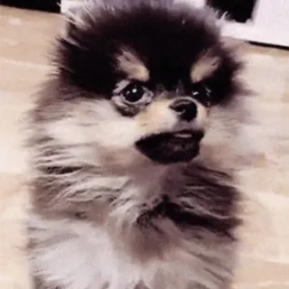 🌪 63615d37 dog, angry, pomeranian, cute, pet telegram sticker