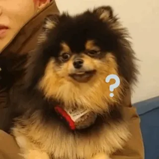 🌪 c359cf7d dog, pommeranian, question, pet, animal, cute telegram sticker