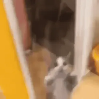 🍠 1149aa17 gatto, animale, gattino, gatto domestico telegram sticker