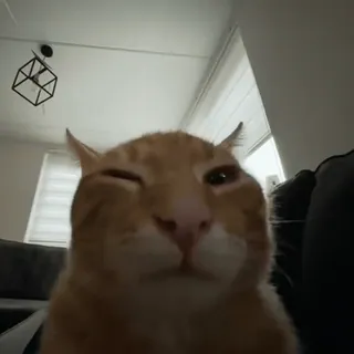 🧐 4204430b gatto, animale, animale domestico, animale domestico, mammifero telegram sticker