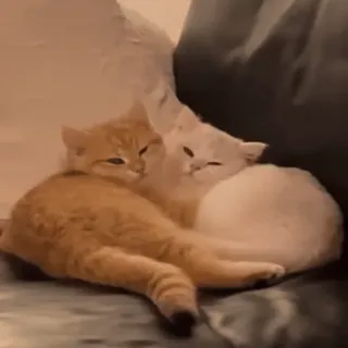 🥰 5d0a8b27 gatti, animali, animali domestici, gattini, carino, animali domestici, felini telegram sticker