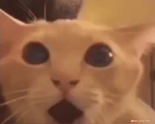 😱 917c7529 gatto, scioccato, sorpreso, divertente, animale, meme telegram sticker