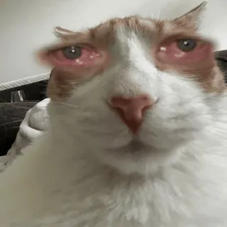 😵‍💫 948b5c9e gatto, animale, animale domestico, occhi rossi, meme telegram sticker