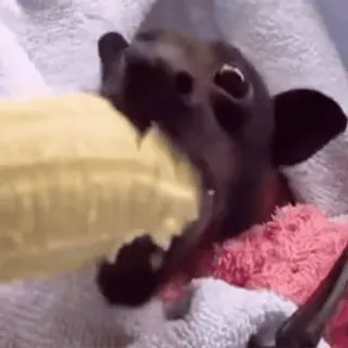 😌 aa02f756 pipistrello, animale, carino, mangiare, banana, fauna selvatica telegram sticker