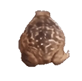 🐸 b5d8f941 rospo, rana, anfibio, animale, fauna selvatica telegram sticker