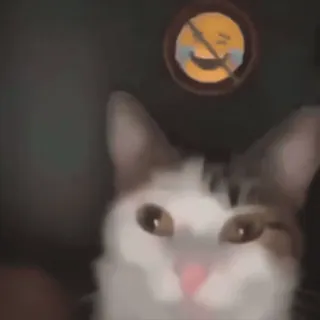 😳 cf8ed8f7 gatto, emoji, divertente, meme, animale telegram sticker