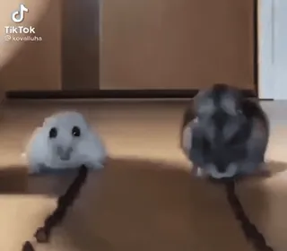 🌟 decee341 criceto, carino, animale, animale domestico, roditore, piccolo animale, peloso telegram sticker