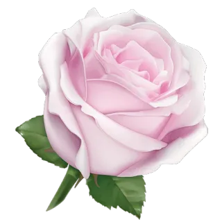 🌹 0d1c51ec bunga, mawar, merah muda, berbunga, alam, mekar whatsapp sticker