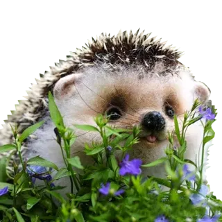 😊 0aae9f3f 刺猬, 动物, 自然, 可爱, 花, 野生动物 telegram sticker