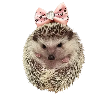😺 66fa9648 刺猬, 动物, 宠物, 可爱, 蝴蝶结 telegram sticker