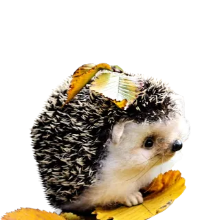 ☺️ 7c817b64 刺猬, 动物, 叶子, 自然 telegram sticker