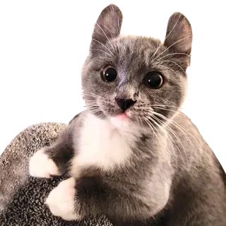 Милые ёжики и радость telegram stickers