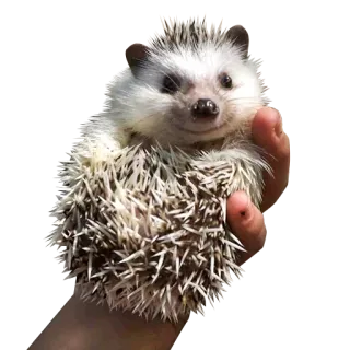 Милые ёжики и радость whatsapp stickers