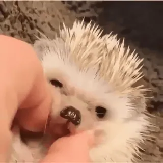 Hedgehog @stickersb2b telegram stickers