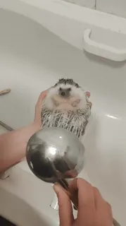 🦔 330475dc Igel, Bad, Tier, Dusche, Haustier telegram sticker