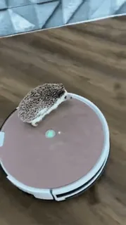 🦔 479850f6 Igel, Tier, süß, Staubsaugerroboter, Reinigung telegram sticker
