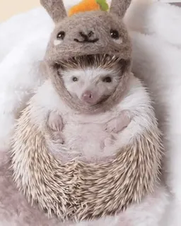 🦔 6447deb6 Igel, Hase, Hut, Tier, süß telegram sticker