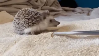 🦔 b0d52256 Igel, Tier, süß, Haustier, klein telegram sticker