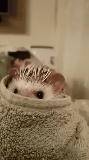 🦔 beaaf497 Igel, Tier, süß, Handtuch, Haustier telegram sticker