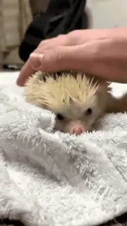 🦔 e0f2153f Igel, Tier, süß, Haustier telegram sticker